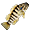 Coreoperca (vivo)