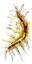 Arco Ornamentado.png