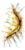 Arco Ornamentado.png