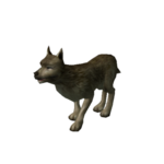 Cão Selvagem