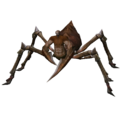 Aranha Coronel.png